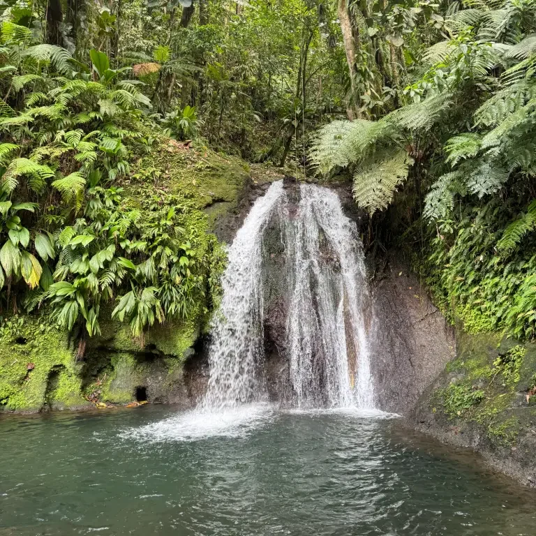 Cette image montre une magnifique cascade au milieu d'une végétation luxuriante, typique de la Guadeloupe. L'eau claire tombe doucement sur des rochers recouverts de mousse, se déversant dans un bassin naturel entouré de fougères et de plantes tropicales. Ce cadre évoque une nature intacte et paisible, parfaite pour une excursion ou une escapade relaxante.